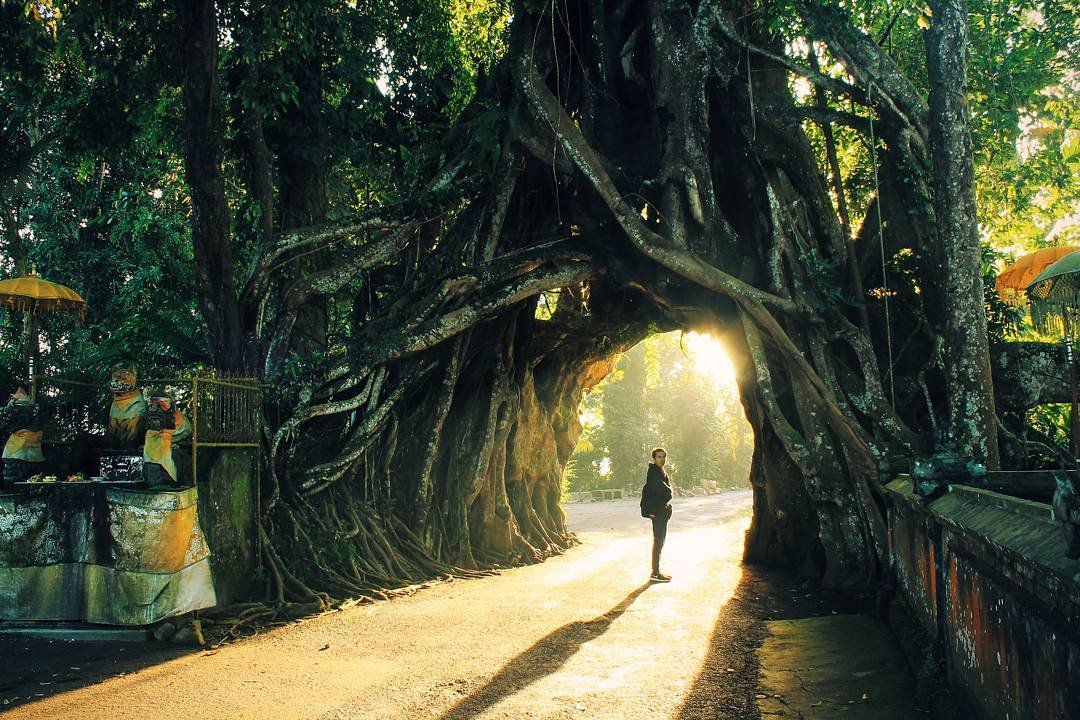 Bunut Bolong Tree - BW Trans